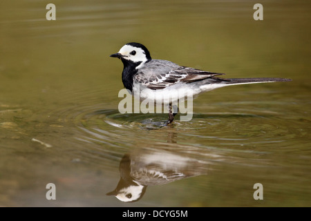 Queue de cheval à pied, queue de cheval blanche à pied, Bachstelze, Am Wasser, Wasserloch, Pfütze, Bach-Stelze, Motacilla alba Banque D'Images