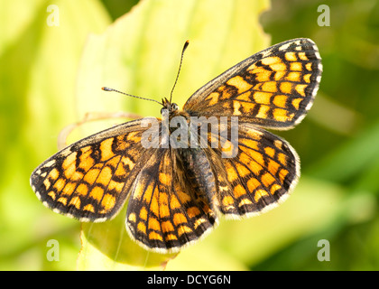 Heath Fritillary Papillon Mellicta athalia UK Banque D'Images