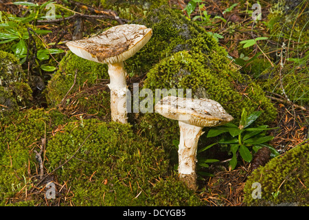 Les champignons poussent sur un lit de mousse dans les hautes montagnes du centre de l'Oregon Cascade au printemps après une tempête de pluie. Banque D'Images