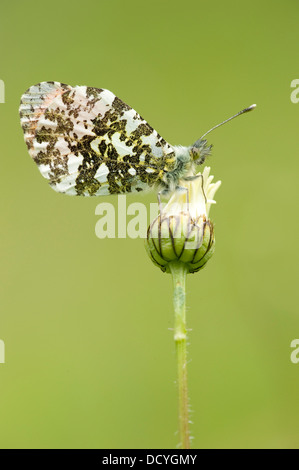 Astuce Orange Butterfly Anthocharis cardamines Kent UK Banque D'Images