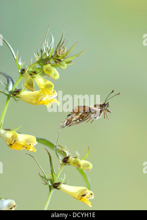 Heath Fritillary Papillon Mellicta athalia UK Banque D'Images