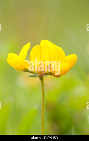 Foot-Trefoil oiseaux Lotus corniculatus Kent UK Banque D'Images