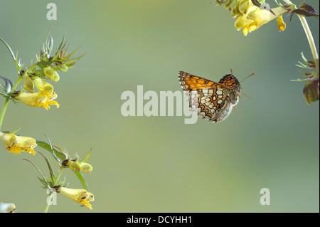 Heath Fritillary Papillon Mellicta athalia UK Banque D'Images