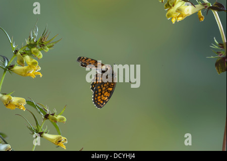 Heath Fritillary Papillon Mellicta athalia UK Banque D'Images