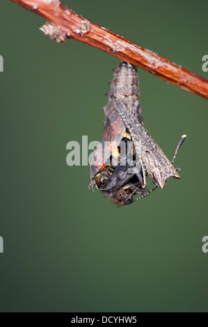 Petit papillon écaille Aglais urticae Kent UK Banque D'Images