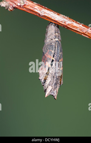 Petit papillon écaille Aglais urticae Kent UK Banque D'Images