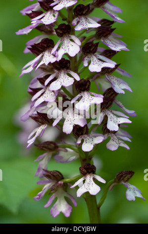 Orchidée Orchis purpurea Kent UK Banque D'Images