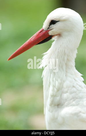 Cigogne blanche Ciconia ciconia Europe Banque D'Images