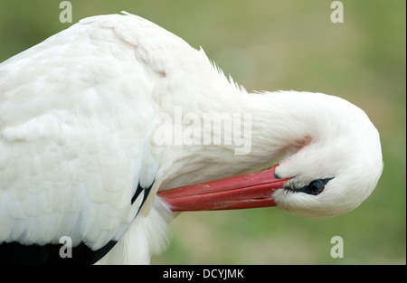 Cigogne blanche Ciconia ciconia Europe Banque D'Images