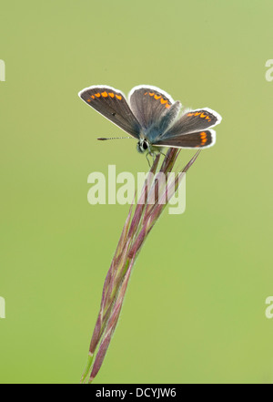 Aricia agestis Papillon Argus brun Kent UK Banque D'Images