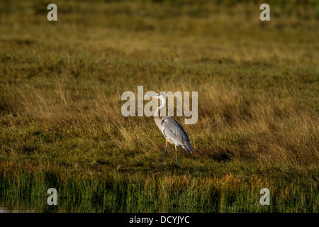 Grand Héron (Ardea herodias) Belle, gracieuse, photo verticale avec réflexion, debout sur le bord des marais, à la recherche de nourriture Banque D'Images