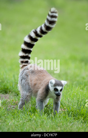 Ring Tailed Lemur Lemur catta Banque D'Images