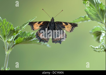 Petit papillon écaille Aglais urticae en vol Kent UK Banque D'Images