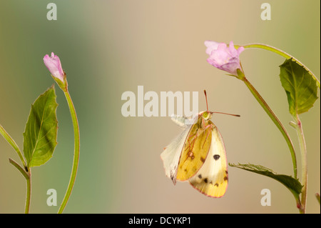 Berger a obscurci papillon jaune Colias australis Banque D'Images