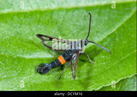 La ceinture rouge Synanthedon myopaeformis UK Banque D'Images