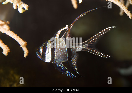 Poisson cardinal de banggai, poisson, cardinal pterapogon kauderni, apogon kauderni, poisson-kardinalbarsch kardinalbarsch-zèbre, Banque D'Images