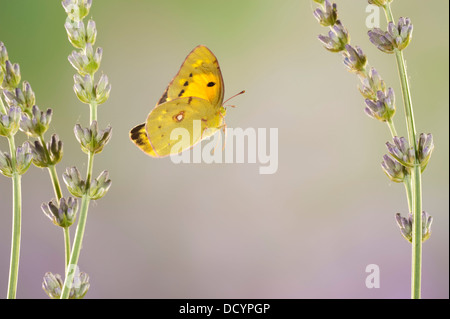 Berger a obscurci papillon jaune Colias australis Banque D'Images