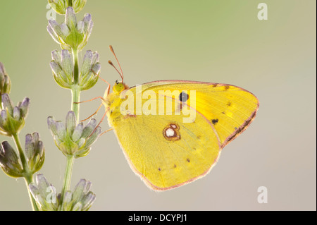 Berger a obscurci papillon jaune Colias australis Banque D'Images