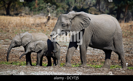 Loxodonta africana, des éléphants au Lower Zambezi National Park, Zambie Banque D'Images