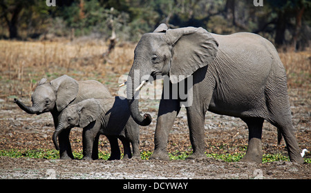Loxodonta africana, des éléphants au Lower Zambezi National Park, Zambie Banque D'Images