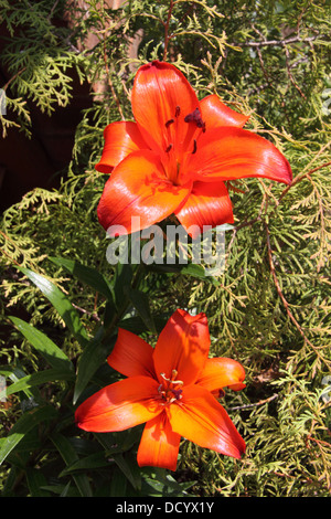 Lys asiatiques Orange ( Lilium ) Banque D'Images