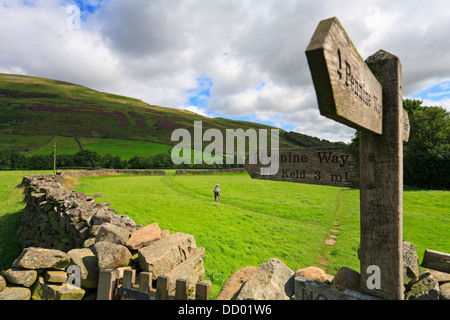 Walker sur le Pennine Way dans la position de Thwaite, Swaledale, Yorkshire du Nord, Yorkshire Dales National Park, England, UK. Banque D'Images