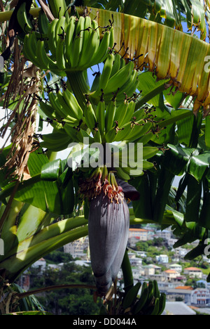 Plant de banane La Grenade Banque D'Images