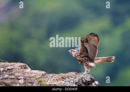 Jeune Faucon sacre (Falco cherrug) formation de voler. Parc National Balkan Central. La Bulgarie. Banque D'Images