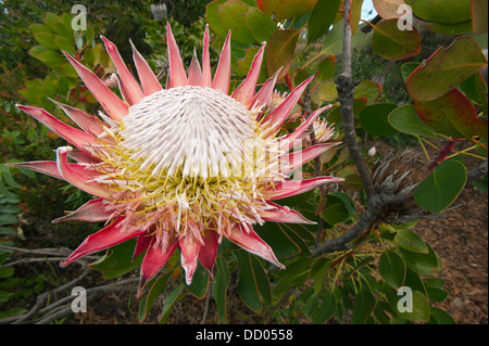 King Protea Protea) (Photo:fleur la plus grande dans la famille de Protea, péninsule du Cap, Afrique du Sud Banque D'Images