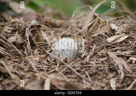 Mouette Larus dominicanus oeufs au nid. L'île de Palmas, près de l'île de Anchieta, Ubatuba, Sao Paulo, Brésil côte d'état Banque D'Images