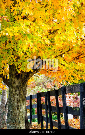 Couleurs d'automne, Fauquier Comté (Virginie) Banque D'Images