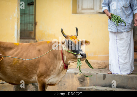 Vache mange de l'herbe dans la rue de Indian Town Banque D'Images