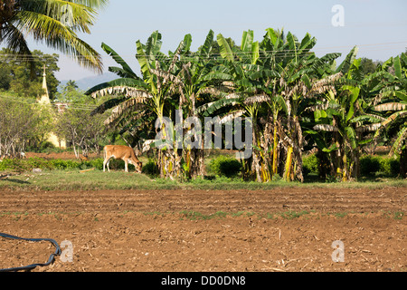 Quartier agricole Kerala. L'Inde du Sud Banque D'Images