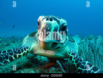 La tortue imbriquée en appui sur le récif Banque D'Images