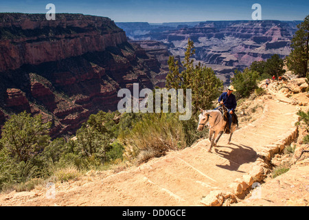 Cheval sur la piste Kaibab, le Parc National du Grand Canyon, Arizona Banque D'Images