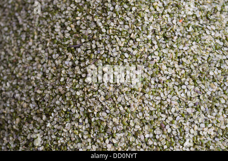 Les lentilles vertes à la vente à Sardar Market - Jodhpur, Inde, Rajashtan Banque D'Images