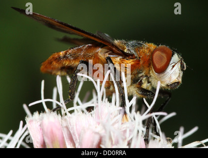 Macro image d'un homme Phasia hemiptera fly, un insecte appartenant à l'Tachina mouches ou tachinidae, se nourrissant sur une fleur Banque D'Images