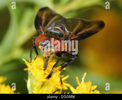 Macro image d'un homme Phasia hemiptera fly, un insecte appartenant à l'Tachina mouches ou tachinidae, se nourrissant sur une fleur Banque D'Images