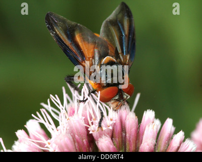 Macro image d'un homme Phasia hemiptera fly, un insecte appartenant à l'Tachina mouches ou tachinidae, se nourrissant sur une fleur Banque D'Images