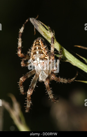 Close-up of a European jardin araignée (Araneus diadematus) dans son site web Banque D'Images