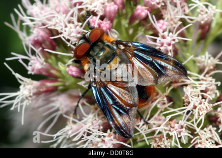 Macro image d'un homme Phasia hemiptera fly, un insecte appartenant à l'Tachina mouches ou tachinidae, se nourrissant sur une fleur Banque D'Images