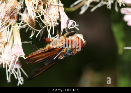 Macro image d'un homme Phasia hemiptera fly, un insecte appartenant à l'Tachina mouches ou tachinidae, se nourrissant sur une fleur Banque D'Images