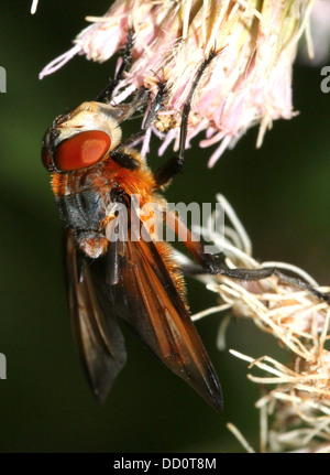 Macro image d'un homme Phasia hemiptera fly, un insecte appartenant à l'Tachina mouches ou tachinidae, se nourrissant sur une fleur Banque D'Images