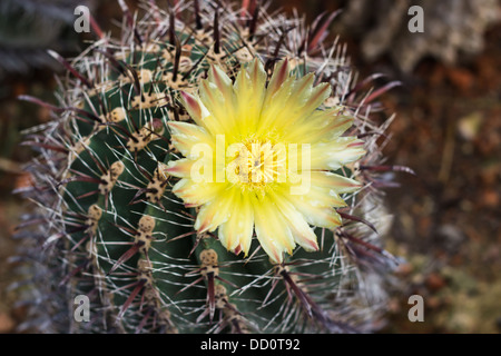 Fleur de cactus fleur jaune avec arrière-plan flou. Banque D'Images