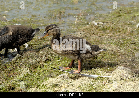 Un jeune canard colvert Anas platyrhynchos debout sur le bord d'un réservoir England uk Banque D'Images