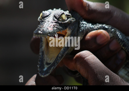 Crocodile bébé avec la bouche ouverte Banque D'Images