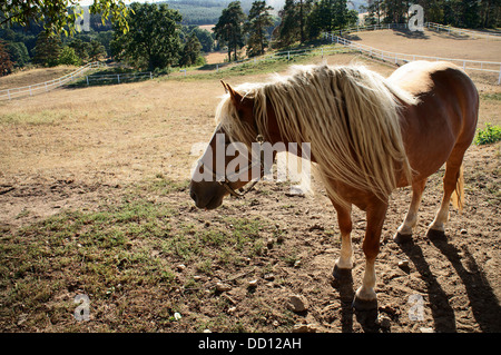 Cheval belge tchéco-morave (CMB) projet, chevaux de trait Banque D'Images