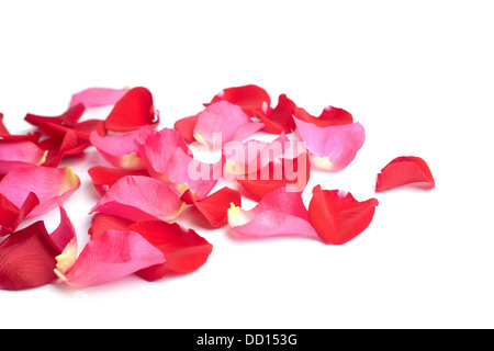 Les pétales de roses rouges et roses isolated Banque D'Images