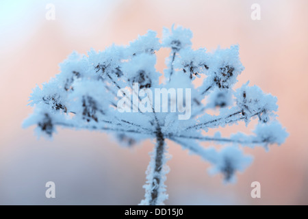 Belle plante d'hiver gelé Banque D'Images