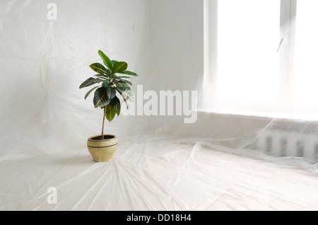 Accueil Rénovation intérieur protégé par un film plastique mince avec plante verte en gros pot en céramique Banque D'Images